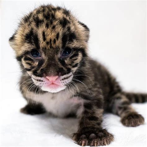 Use a different cotton ball for each eye. CUTENESS ALERT - The clouded leopard kittens @naples_zoo ...