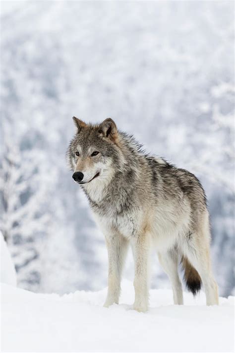 Captive Female Tundra Wolf In Snow Photograph By Doug Lindstrand Pixels