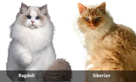 Ragdoll Vs Siberian Cat Which Breed Is Right For You