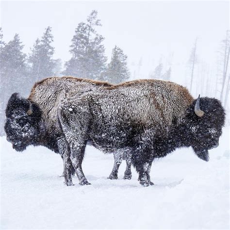Cody Yellowstone On Instagram Is That The Rare Two Headed Bison Of