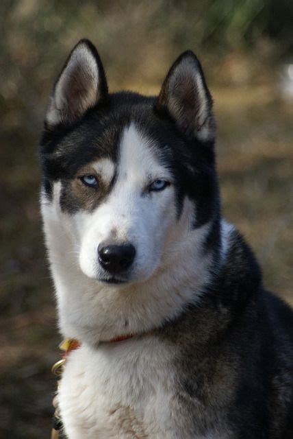 Husky Sable Unique Dog Breeds Husky Colors Dog Breeds