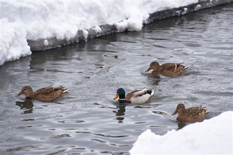 Wild Ducks On Frozen Snow Covered Lake Winter Landscape Stock Image