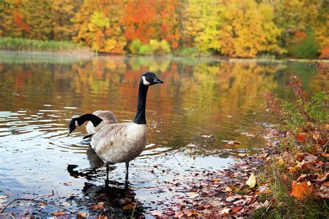 Autumn Geese Photograph By Karol Livote Fine Art America