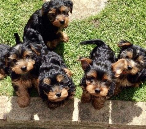The cavapoo is a hybrid breed created from the cross between the cavalier spaniel and the poodle. Yorkshire Terrier Puppies For Sale | Portland, OR #272624