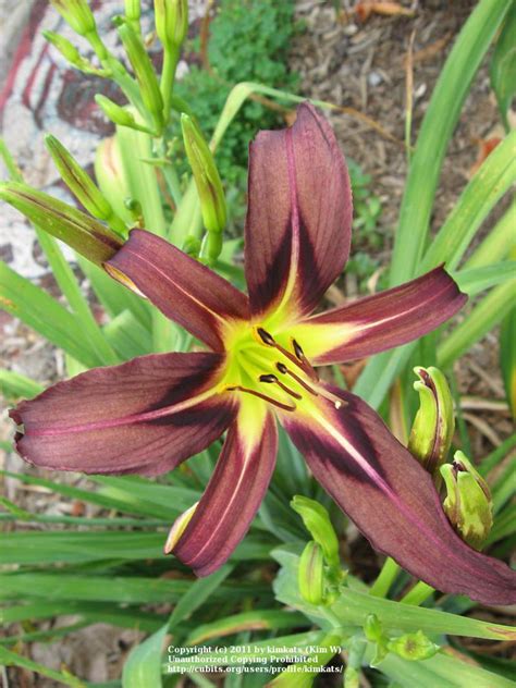 Photo Of The Bloom Of Daylily Hemerocallis Black