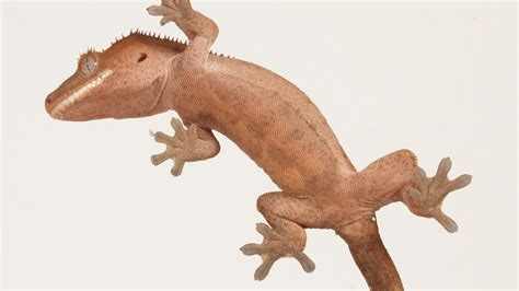 Can Crested Geckos Climb Walls Pet Engineers