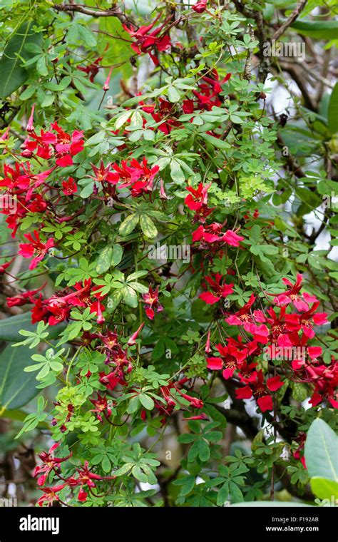 Red Flowers Of The Perennial Climber Tropaeolum Speciosum Cascading