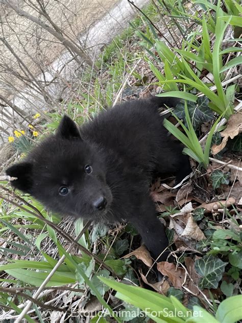Mid Content Black Phase Wolf Dogs For Sale
