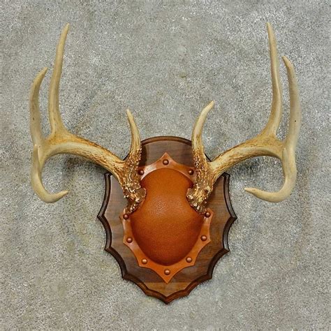But once the deer has been processed mounted deer antlers need regular care and maintenance to maintain an attractive appearance. Whitetail Deer Antler Plaque Taxidermy Mount in 2020 ...