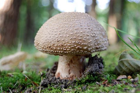 Medicinal Mushrooms: Fungi That Fight Cancer Cells | MarnieClark.com