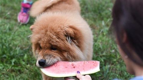 Can Dogs Eat Watermelon Three Feeding Rules All Things Dogs