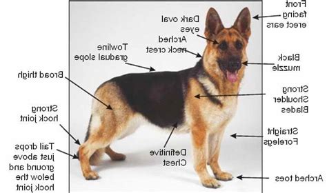 German Shepherd Breed Characteristics Petsidi