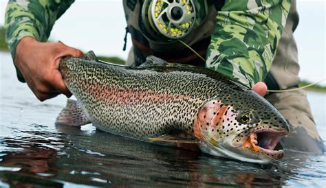 Flies That Catch Big Trout The Truth Might Surprise You Fly Fishing