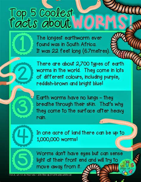 Green Grubs Garden Club Top 5 Coolest Facts About Worms Worm