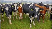 Kühe auf der Weide (vacas en el pasto) Foto & Bild | tiere, haustiere ...