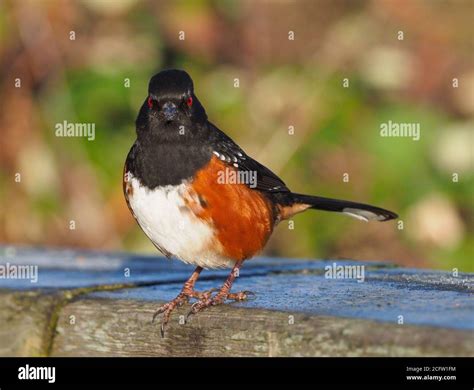 Spotted Towhee Looking Right At You With Its Gorgeous Red Eyes Stock