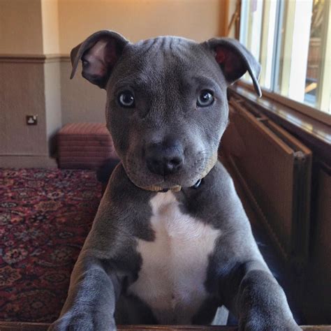 The 25+ best Staff terrier ideas on Pinterest | Pitbull bull terrier ...