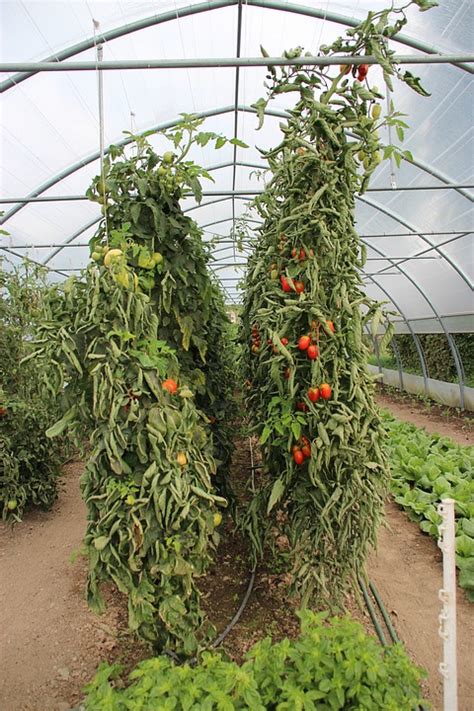 High Yield Tomato Plants 50 80 Lbs Per Plant Home And