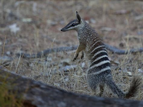 Cloning Tasmanian Tigers Closer After Numbat Genome Sequencing The