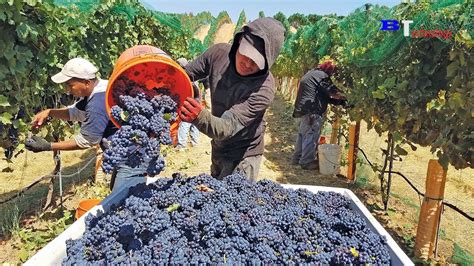 Harvest Wine Grape Amazing New Agriculture Technology Traditional