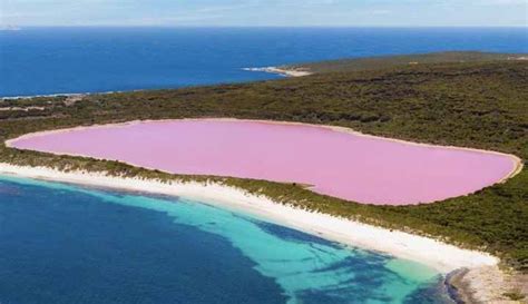 Lake Hillier Pink Lake In Western Australia Wisata Diary