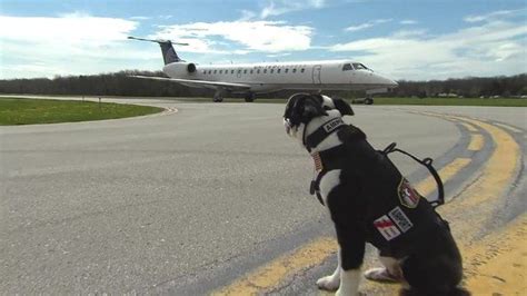 Meet Piper The Dog Who Works At An Airport Cbbc Newsround