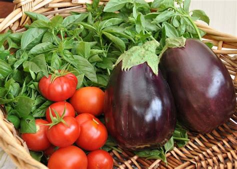 Eggplant And Tomatoes Eggplant Vegetables Tomato