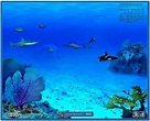 Sachs marine aquarium screensaver v2-0 - tecbinger