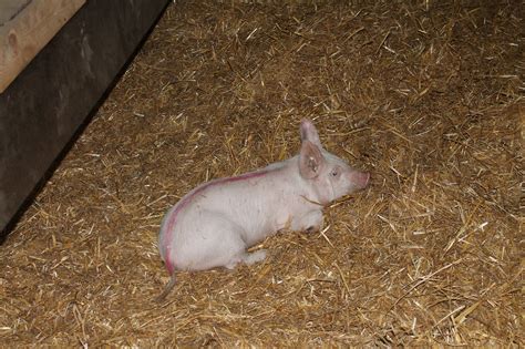 Download Free Photo Of Pigagriculturestrawbarnfree Pictures From