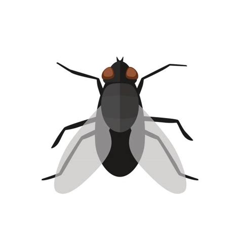 Housefly Illustrations Royalty Free Vector Graphics And Clip Art Istock