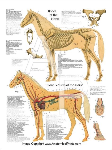 Horse Skeletal And Arterial Anatomy Poster Vet Medicine Veterinary