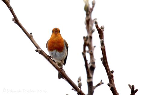 Robin Redbreast A Little Robin Sitting In The Tree Singin Flickr