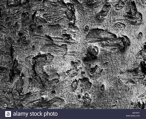 Tree Bark Texture Stock Photo Alamy