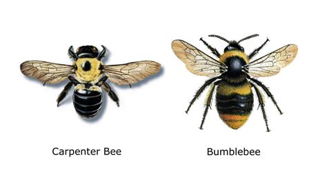Carpenter Bee Vs Bumble Bee Bumble Bee Vs Carpenter Bee Pestguide Org