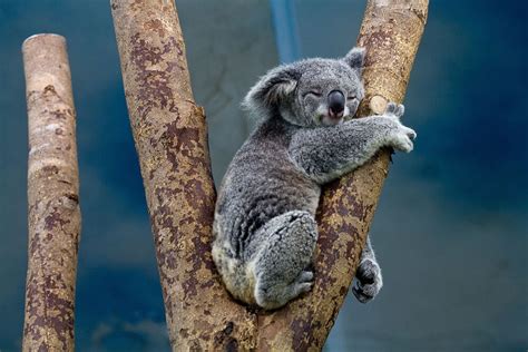 All About Koalas With Interesting Facts Love The Critters