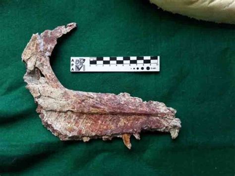 Argentine Paleontologists Discover Small Carnivorous Dinosaur Geology