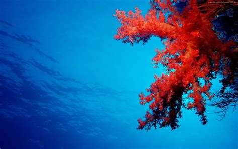 Windows 8 Fundo Do Mar Windows 8 Papel De Parede Coral Reef