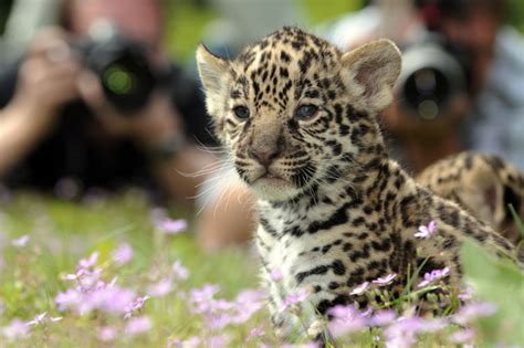 Theres Three Times The Baby Jaguar Fun With New Cute Cubs Popsugar Pets