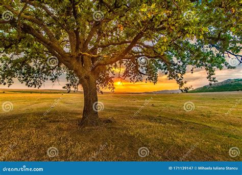 Beautiful Landscape With Close Up Of A Lonely Oak Tree In The Sunset