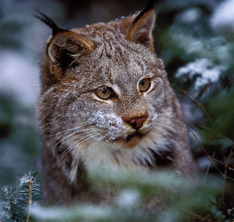 Wild Yet Wonderfully Near Us Wild Cats Of North America Hosted By