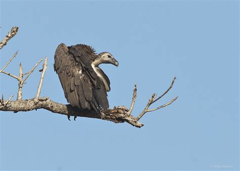 White Rumped Vulture Gyps Bengalensis These Spend Much O Flickr
