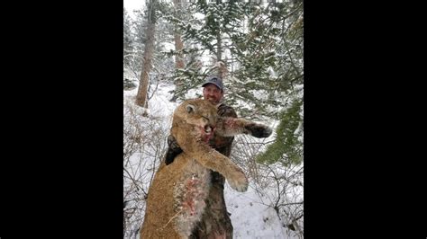 Cougar Hunting With Hounds Huge Tom Youtube