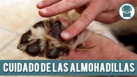 Espejismo Creciendo Trasplante Hongos En Las Almohadillas De Los Perros