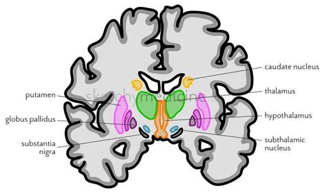 Sensory nuclei end up more to the sides and motor are more medially. Basal Ganglia | Basal ganglia, Limbic system, Caudate nucleus