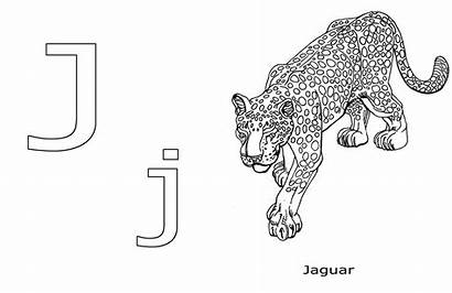 Jaguar Coloring Joshua Hoaglund Sketchbook Studio