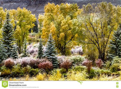 Fall Color And Snow In Colorado Stock Photo Image Of