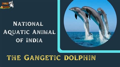 National Aquatic Animal Of India Gangetic River Dolphin