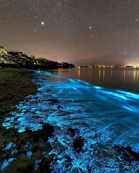 Bioluminescent Phytoplankton In Jervis Bay Australia 2020 Manzara