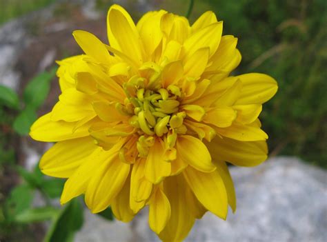 Silk flowers are a great alternative to fresh flowers tall yellow flower | Sue323 :-) | Flickr