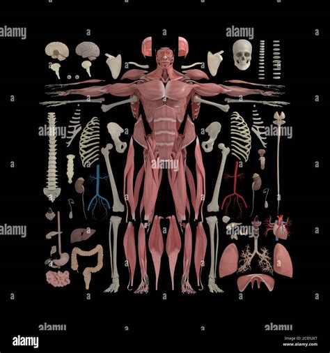 Anatomía Ilustración De Partes Del Cuerpo Humano Vista Explosionada